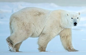 Pacote de Viagem para Canadá - Churchill Wild Safáris com Ursos Polares