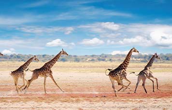 Pacote de Viagem para Namíbia com  Dra. Ana Cláudia Quintana